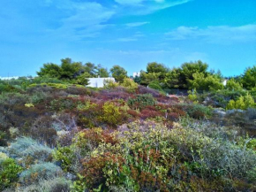 Torre-Borraco